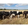 ORGANIC PWAB BRITISH FRIESIAN