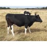 ORGANIC PWAB BRITISH FRIESIAN