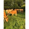 JERSEY IN-CALF HEIFERS