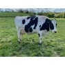 HOLSTEIN COWS - GENUINE DISPERSAL