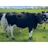 HOLSTEIN COWS - GENUINE DISPERSAL