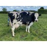HOLSTEIN COWS - GENUINE DISPERSAL