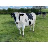 HOLSTEIN COWS - GENUINE DISPERSAL