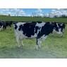 HOLSTEIN COWS - GENUINE DISPERSAL