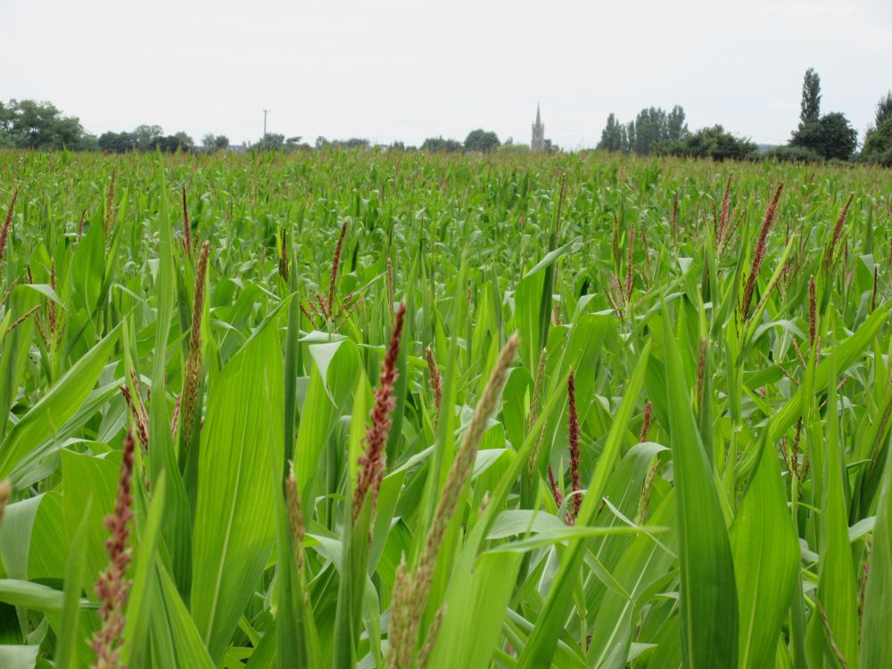 Sold Dairy Cattle Direct