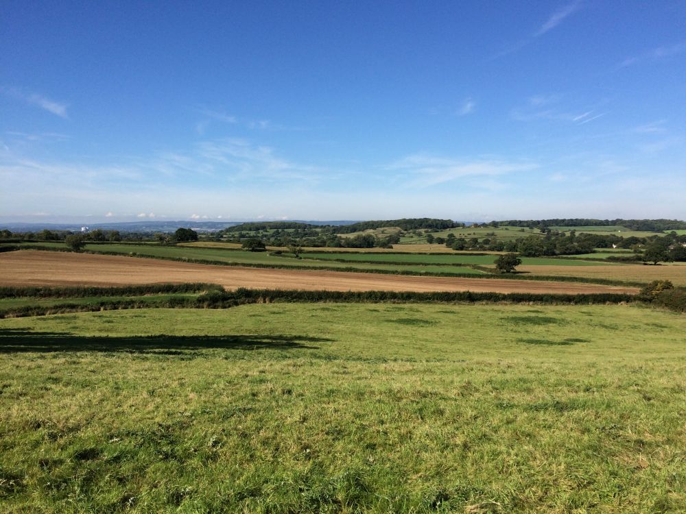 Sold Dairy Cattle Direct