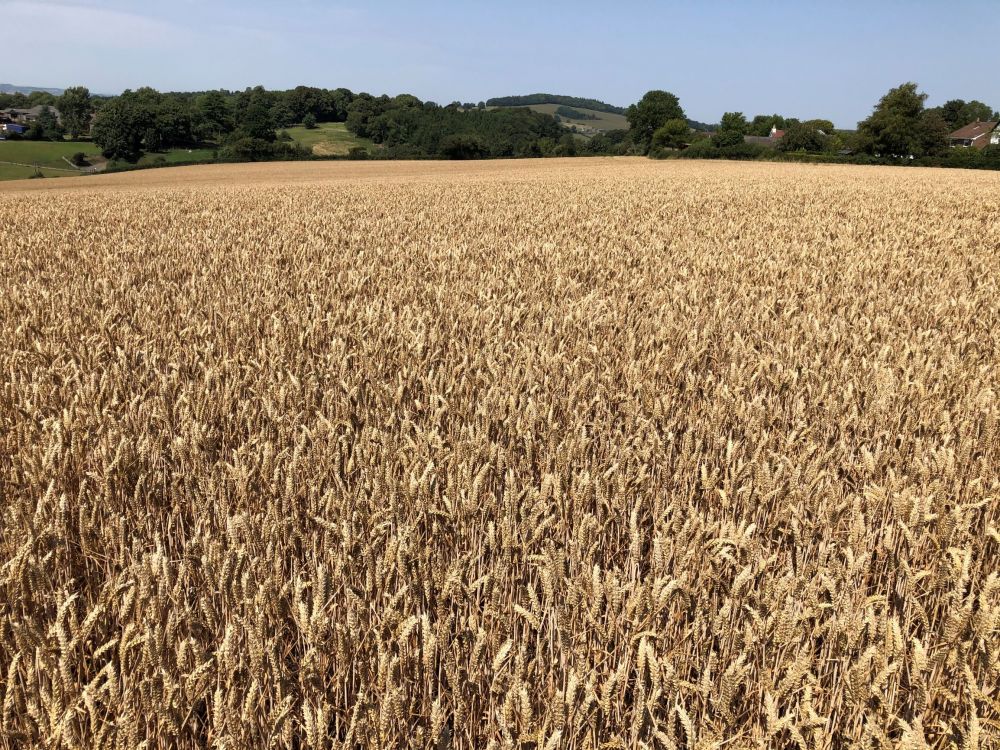 To Let Dairy Cattle Direct