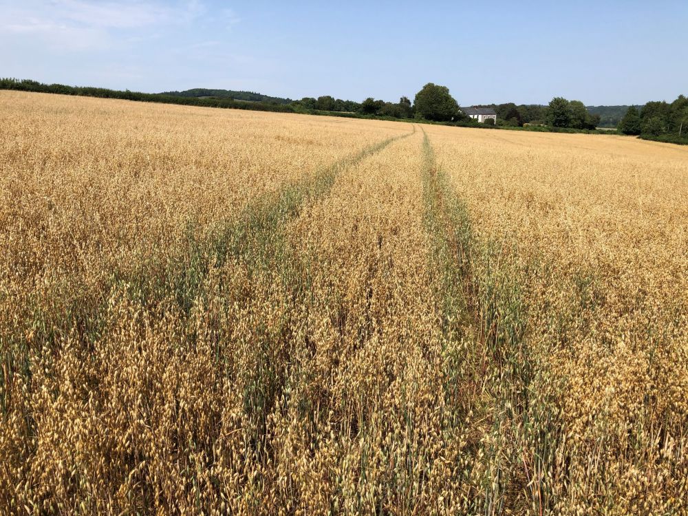 To Let Dairy Cattle Direct